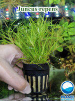 Juncus repens ต้นไม้พร้อมปลูก(ต้นไม้น้ำ )