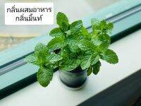 กลิ่นผสมอาหาร กลิ่นมิ้นท์เข้มข้น ขนาดทอลอง 50 กรัมเข้มข้นเบส PG (MT00222  MINT  FLAVOR)