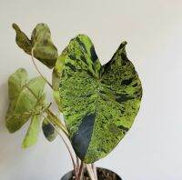 Colocasia esculenta "Mojito" บอนลายลูกผสม ของแรร์ !! กำลังนิยมเป็นอย่างมาก โตสุดต้นใหญ่มากก สูงได้ถึง 3.5 เมตร ปลูกเพิ่มบรรยากาศสวน แข็งแรงทุกต้น !!