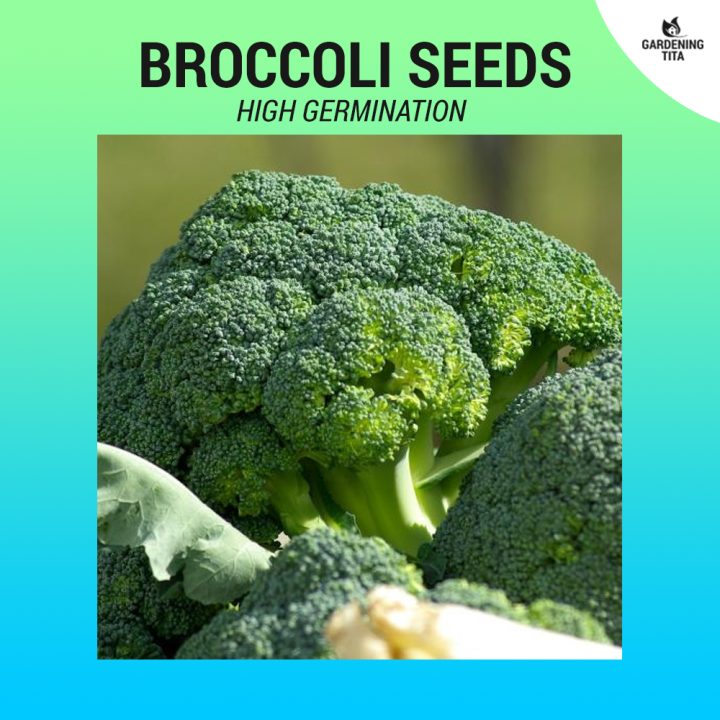 Broccoli seeds (High Germination) 140 seeds Lazada PH