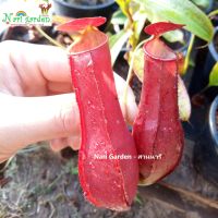 ต้นหม้อข้าวหม้อแกงลิง พันธุ์ N.Mirabillis x Gracillis Red (มิราxกราซิลิสแดง) (กระถาง 3 นิ้ว) ต้นถุงเงินถุงทอง ไม้กินแมลง ไม้ประดับ ไม้ตกแต่งสวน