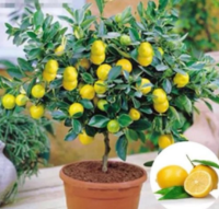 พร้อมสต็อกประเทศไทย 20Pcs Rare Lemon Tree Indoor Outdoor Available Heirloom Garden Fruit Seeds ต้นไม้มงคล ต้นไม้ประดับ พันธุ์ดอกไม้ ต้นไม้จิ๋วจริง ดอกไม้จริง ต้นไม้ฟอกอากาศ บอนไซ ผักสวนครัว flower seeds Plant