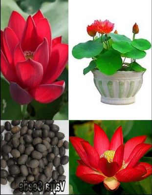 5 เมล็ด เมล็ดบัว ดอกสีแดง เข้ม ดอกใหญ่ ของแท้ 100% เมล็ดพันธุ์บัวดอกบัว ปลูกบัว เม็ดบัว สวนบัว บัวอ่าง Lotus seeds.