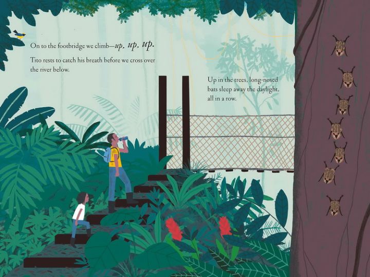 over-and-under-the-rainforest-in-english-original-hardcover-inside-and-outside-large-format-nature-childrens-science-enlightenment-picture-book-kate-messner