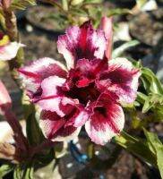 8 เมล็ด เมล็ดพันธุ์ ชวนชม สายพันธุ์ AC Ruby สีม่วง Desert Rose Adenium Seed กุหลาบทะเลทราย ราชินีบอนไซ มีคู่มือปลูก ปลูกประดับบ้าน เป็นมงคล