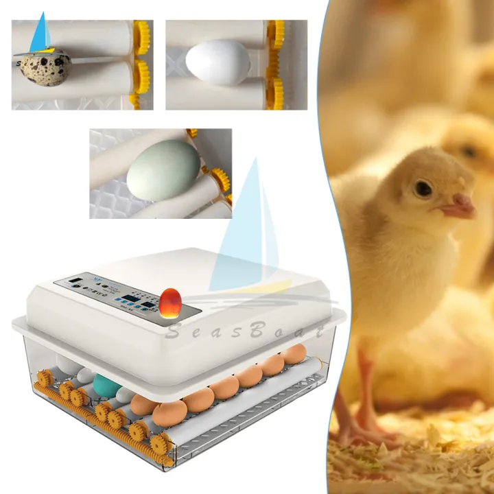 cách ấp trứng ngỗng