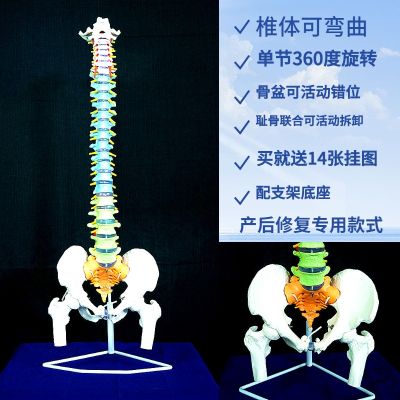 Adult 1:1 model of human body skeleton skeleton spine pelvis lumbar spine for postpartum repair bonesetting practice