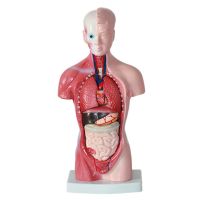 Human Torso Body Model Anatomy Anatomical Internal Organs 11 Inch for Student Teaching Study