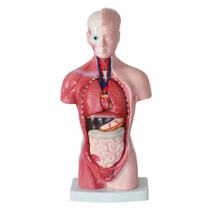 anatomy-anatomical-internal-organs-assembling-model-11-inch-for-student-teaching-study