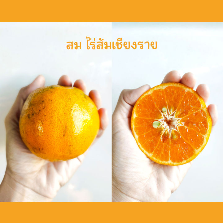 ส้มเขียวหวาน-orange-พันธุ์สีทอง-เก็บสดจากสวน-อ-เชียงแสน-จ-เชียงราย-หวานฉ่ำ-น้ำเยอะ-1kg