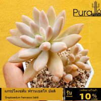 ต้นไม้อวบน้ำ กุหลาบหิน แกรปโตเซดัม ฟรานเชสโก้ บัลดิ Graptosedum francesco baldi #succulent #สีพาสเทล