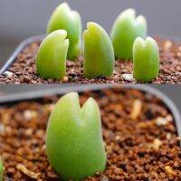 พร้อมส่ง โปรโมชั่น Gibbaeum pilosulum Hondewater, wispy hairs on Hershey kiss body 10pcs. ส่งทั่วประเทศ พรรณ ไม้ น้ำ พรรณ ไม้ ทุก ชนิด พรรณ ไม้ น้ำ สวยงาม พรรณ ไม้ มงคล