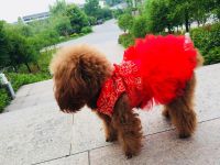 Small and Medium-sized Dog Net Red Skirt Pet Dog Clothes Big Red Cheongsam Cats and Dogs Thickened Tang Suit Dog Cheongsam