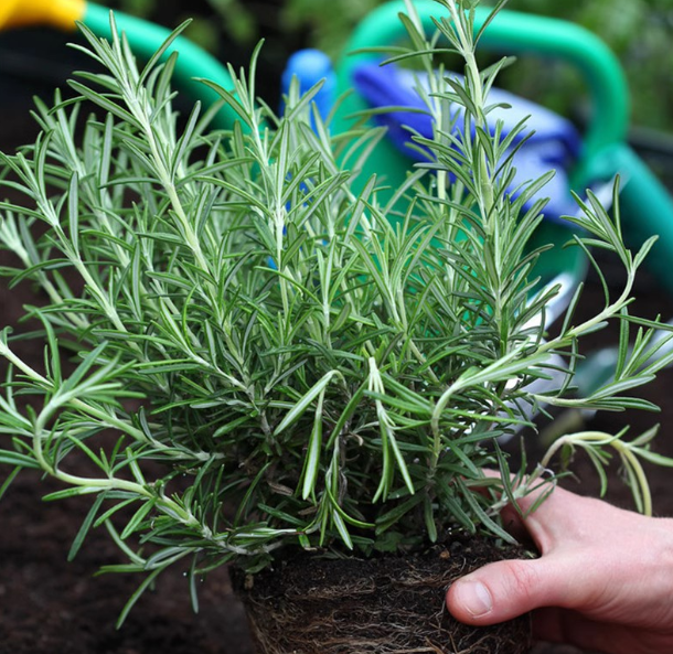 Rosemary seeds Basil evergreen mosquito repellent balcony rosemary pot edible fried steak herb
