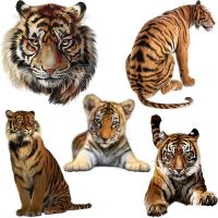 Three Ratels CO16 Powerful cartoon tiger animal art wall sticker for home decoration Wall Stickers  Decals