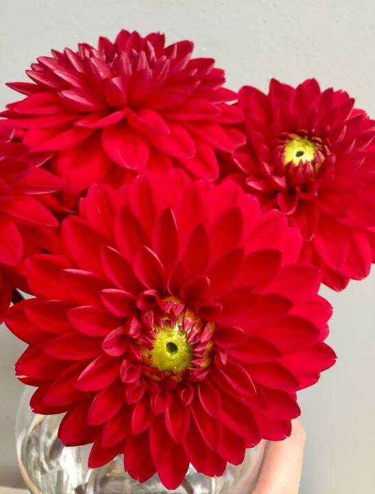 1-เหง้า-ชุด-รักเร่-dahlia-สายพันธุ์-red-carpet-border-หัวรักเร่-ดอกไม้-หัวหน่อ-เหง้า-นำเข้า-เนเธอร์แลน-หัวสดใหม่