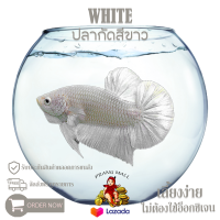 ปลากัดสีขาว เพศ ผู้ " White " Prang Mall มีรับประกันตลอดการส่ง