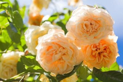 30 เมล็ด เมล็ดพันธุ์ Rose Buff Beauty สายพันธุ์อังกฤษ ดอกกุหลาบ นำเข้าจากอังกฤษ ดอกใหญ่ พร้อมคู่มือปลูก English Rose seed