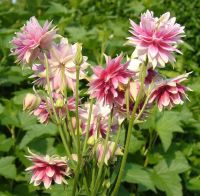 20 เมล็ดพันธุ์ เมล็ด ดอกโคลัมไบน์ (Columbine) เป็นดอกไม้ประจำรัฐ Colorado Columbine flower Seed อัตราการงอกสูง 80-85%