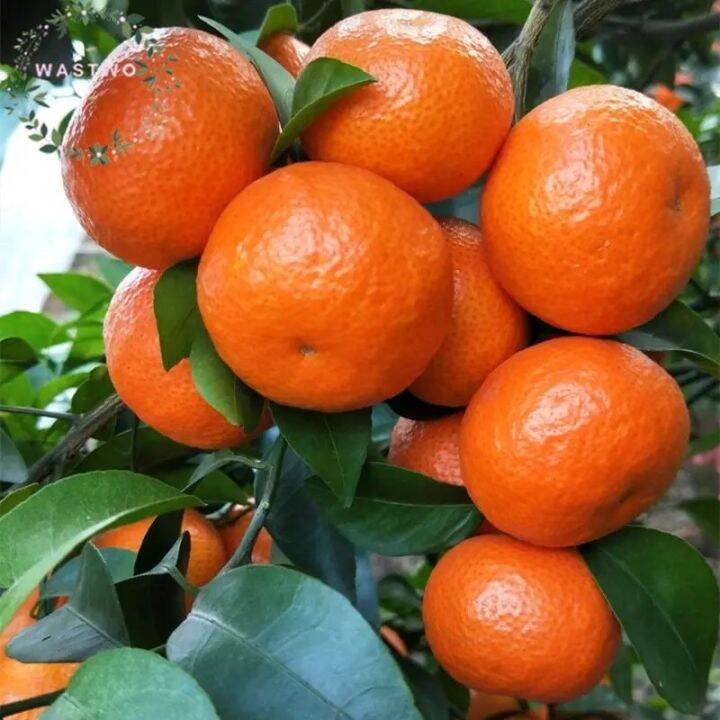 2PACK 50PCS Bonsai Tree Balcony Potted Fruit Trees Lemon Tree Seeds