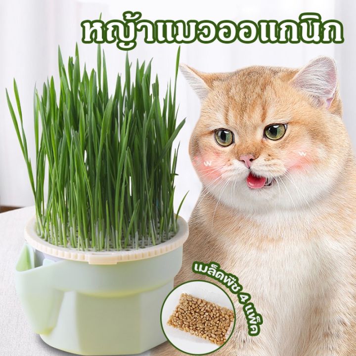 bhq-pet-หญ้าแมว-ออร์แกนิค-ชุดปลูกข้าวสาลี-ชุดหญ้าแมว-ถาดเพาะต้นอ่อน-ชุดปลูกข้าวสาลีแมว