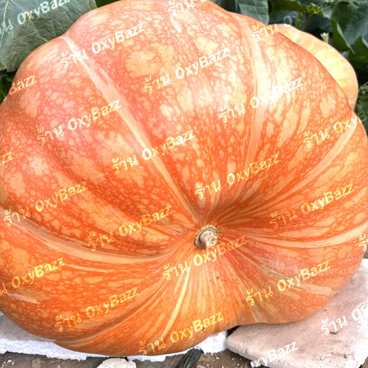 เมล็ดพันธุ์ฟักทองยักษ์-เมล็ดฟักทองยักษ์วอชิงตัน-5เมล็ด-washington-giant-pumpkin-seeds