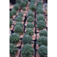 Promotion แมมบล็อคโคลี่ mammillaria spinosissima un pico montrose เพชร แคคตัส พร้อมส่ง พรรณ ไม้ น้ำ พรรณ ไม้ ทุก ชนิด พรรณ ไม้ น้ำ สวยงาม พรรณ ไม้ มงคล