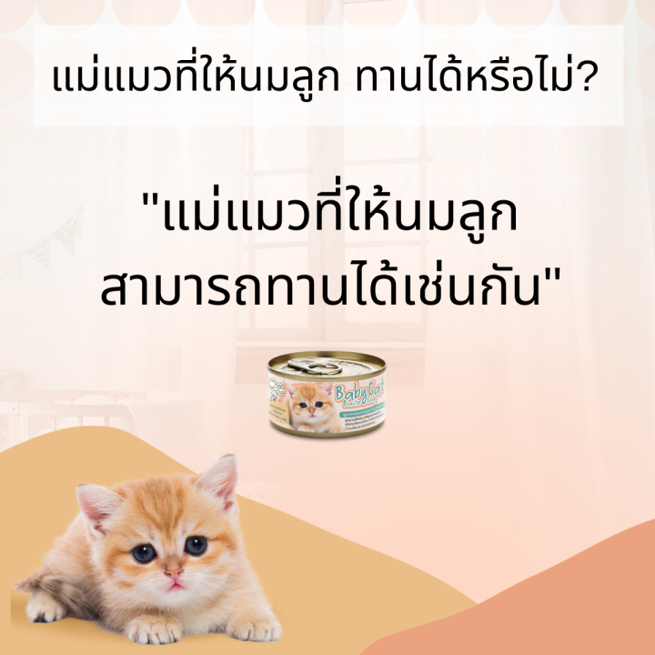 choochoo-baby-cat-ชูชู-เบบี้-อาหารเสริมซุปบำรุงสูตรลูกแมว-ขนาด-80-กรัม-แพ็ค-6-กระป๋อง-choo-choo-สำหรับลูกแมวอายุ-1-3-เดือน