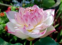 10 เมล็ดบัว สายพันธุ์ Gorgeous Purple Lotuses Flower Seeds สีม่วง บัวหลวงนอก บัวสาย บัวไหว้พระ ดอกใหญ่ ประดับบ้าน ตกแต่งสวน