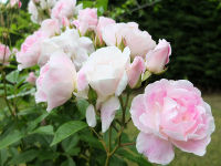 10 Rose Seeds เมล็ดพันธุ์พร้อมคูมือปลูก เมล็ดกุหลาบ สายพันธุ์ Blushing Pink Iceberg ดอกสีชมพู