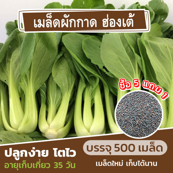 เมล็ดพันธุ์ผักกาดฮ่องเต้ 500 เมล็ด🌿 แบ่งขาย (ซื้อ 5 แถม 1)