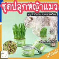 MITI4 พร้อมส่ง หญ้าแมว ต้นข้าวสาลีแมว ชุดปลูกข้าวสาลี เสริมสร้างภูมิคุ้มกัน ปลูกง่าย โตไว COD MIP203