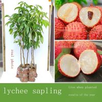 Litchi grafting smile of princess fairy JinFeng laurel taste litchi went to pot the courtyard balcony seedless fruit tree seedlings