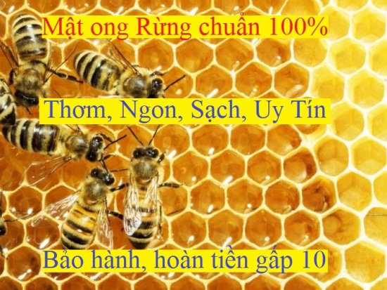 Trợ giá dùng thử 100ml mật ong rừng tây nguyên chuẩn 100%, loại đặc biệt - ảnh sản phẩm 5
