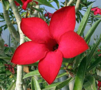 10 เมล็ด เมล็ดพันธุ์ Bonsai ชวนชม สายพันธุ์ไต้หวัน สีแดง Adenium Seed กุหลาบทะเลทราย Desert Rose ราชินีบอนไซ มีคู่มือปลูก นำเข้าจากไต้หวัน