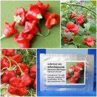 เมล็ดพันธุ์ พริกมัสรูมเรด Mushroom Red Pepper Seed 20 เมล็ด คุณภาพดี ราคาถูก ของแท้