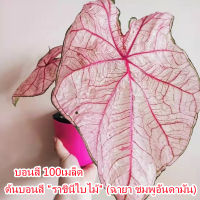 เมล็ดบอนสี ห่อละ 100 เมล็ด ต้นบอนสี "ราชินีใบไม้" (ฉายา ชมพูอันดามัน) Caladium Seeds Plants Flower Seed ต้นบอนสี ชมพูอันดามัน บอนสีลูกไม้ป่า ต้นไม้ฟอกอากาศ ต้นไม้ เมล็ดบอนสี ต้นไม้มงคล เมล็ดดอกไม้ ต้นไม้ประดับ เหมาะสำหรับปลูกตกแต่งบ้าน สวน น้ำตก และคาเฟ่