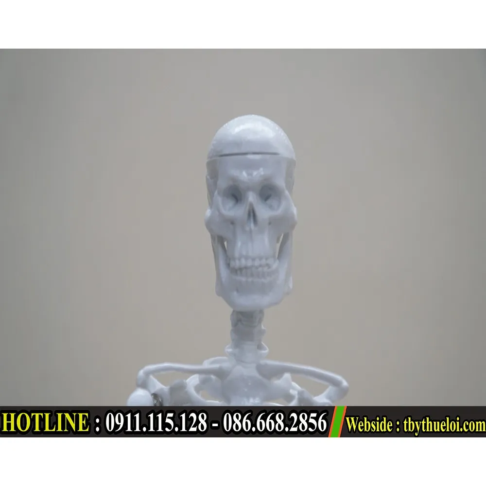 HCM]Mô hình xương người - Mô hình giải phẫu xương người 45cm - Mô ...