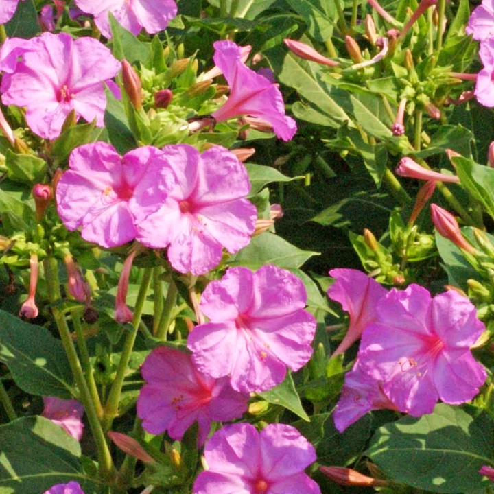 เมล็ดพันธุ์ ดอกบานเย็น สีชมพู (Pink Four o'clock Flower Seed) บรรจุ 20