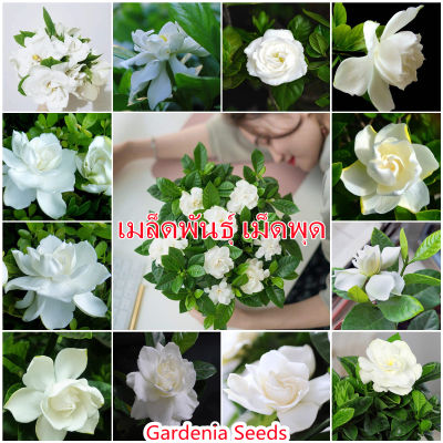 100 แคปซูลต่อแพ็ค เมล็ดพันธุ์ เม็ดพุด Gardenia Plant Flower Seeds เมล็ดพันธุ์ ต้นไม้ประดับ เมล็ดดอกไม้ ต้นไม้ ไม้ประดับ เมล็ด ไม้ดอก พันธุ์ไม้ดอก ต้นดอกไม้ ต้นไม้หายาก ต้น บอนสี เมล็ดบอนสี บอนสีสวยๆ เมล็ดพันธุ์ดอกไม้ อัตราการงอกสูง เมล็ดพันธุ์แท้100%