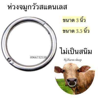 ส่งจากไทย  ห่วงจมูกวัว ห่วงจมูกวัวสแตนเลสแท้ 3 นิ้ว 3.5 นิ้ว ห่วงสำหรับใส่จมูกวัววัว โค กระบือ อย่างหนา ไม่เป็นสนิม