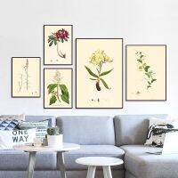 Vintage Botanical Studies ภาพวาดผ้าใบ French Plant ภาพประกอบ Botany Wall Art ภาพตกแต่ง Unframed