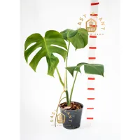 ( PRO+++ ) โปรแน่น.. มอนสเตอร่า Monstera แบบเลื้อย รากยาวมาก - easyplant ราคาสุดคุ้ม พรรณ ไม้ น้ำ พรรณ ไม้ ทุก ชนิด พรรณ ไม้ น้ำ สวยงาม พรรณ ไม้ มงคล