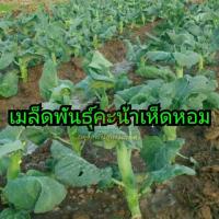 เมล็ดพันธุ์คะน้าเห็ดหอม