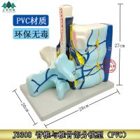 Spinal cord and spinal vertebrae part model biological teaching instruments and spinal vertebrae and spinal cord