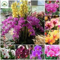 เมล็ดพันธุ์ ฟาแลนนอปซิส Colors Mixing Phalaenopsis Orchid Flower Seeds ต้นดอกไม้สวยๆ เมล็ดดอกไม้ พันธุ์ดอกไม้ ต้นไม้ประดับ ต้นไม้ฟอกอากาศ บอนไซ ต้นไม้ ดอกไม้จริง แต่งสวน เมล็ดพันธุ์แท้ 100% ปลูกง่าย ปลูกได้ทั่วไทย (บรรจุ 50 เมล็ด - Seeds for planting)