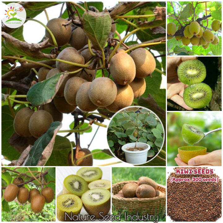 Easy To Grow Kiwi Seeds For Planting 300 Seedspack 猕猴桃种子 Biji