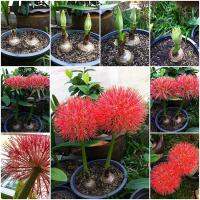 2 หัว/ชุด Blood Lily ว่านแสงอาทิตย์ ว่านกุมารทอง Haemanthus Multiflorus.