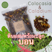 ดินผสม ปรุงสำเร็จ สูตร 7 บอน (Colocasia) บอนสี (Caladium)  Pasom Garden -  ดินปลูกต้นไม้ วัสดุปลูกปรุงสำเร็จ Aroid Soil