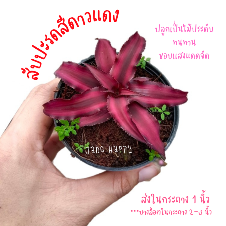 สับปะรดสีแคระ-neoregelia-hybrid-ดาวชมพู-ต้นไม้ฟอกอากาศ-ไม้จัดสวน